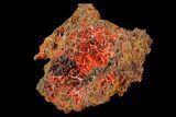 Bright Orange Crocoite Crystal Cluster - Tasmania #127949-1